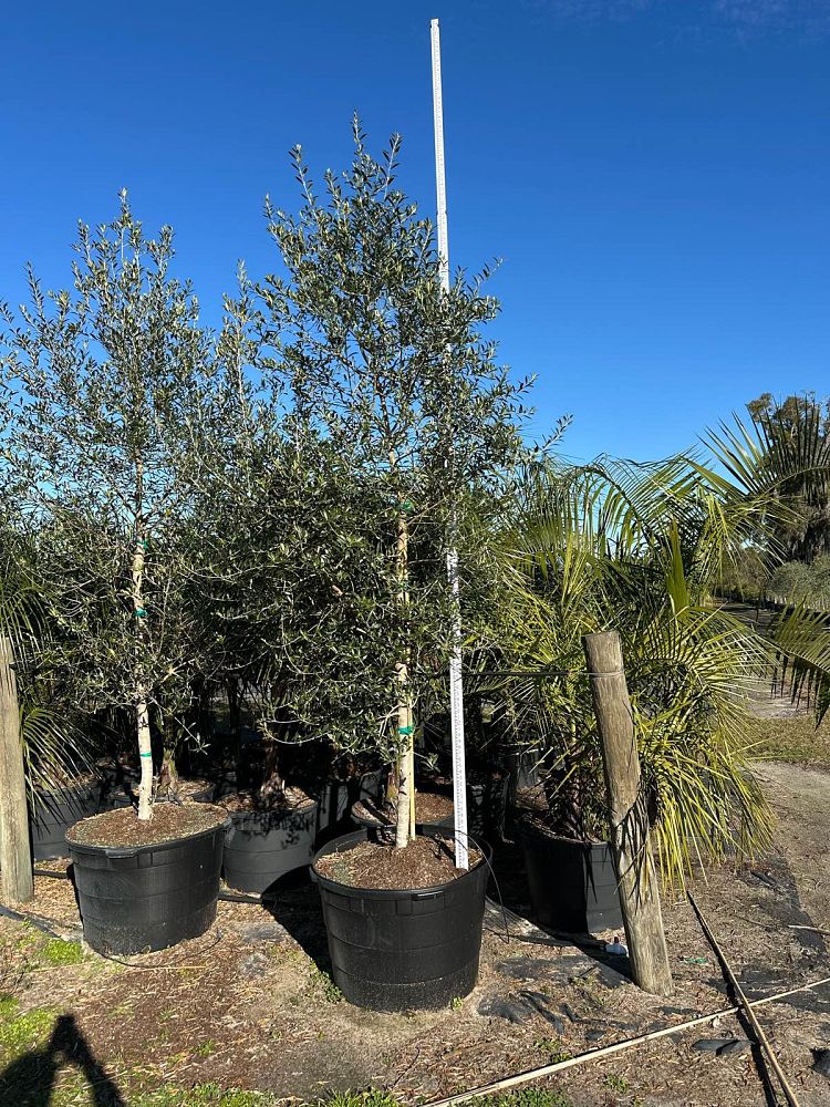 olea-europaea-arbequina-european-olive-edible