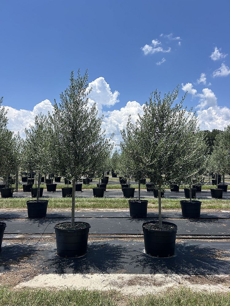 olea-europaea-arbequina-european-olive-edible