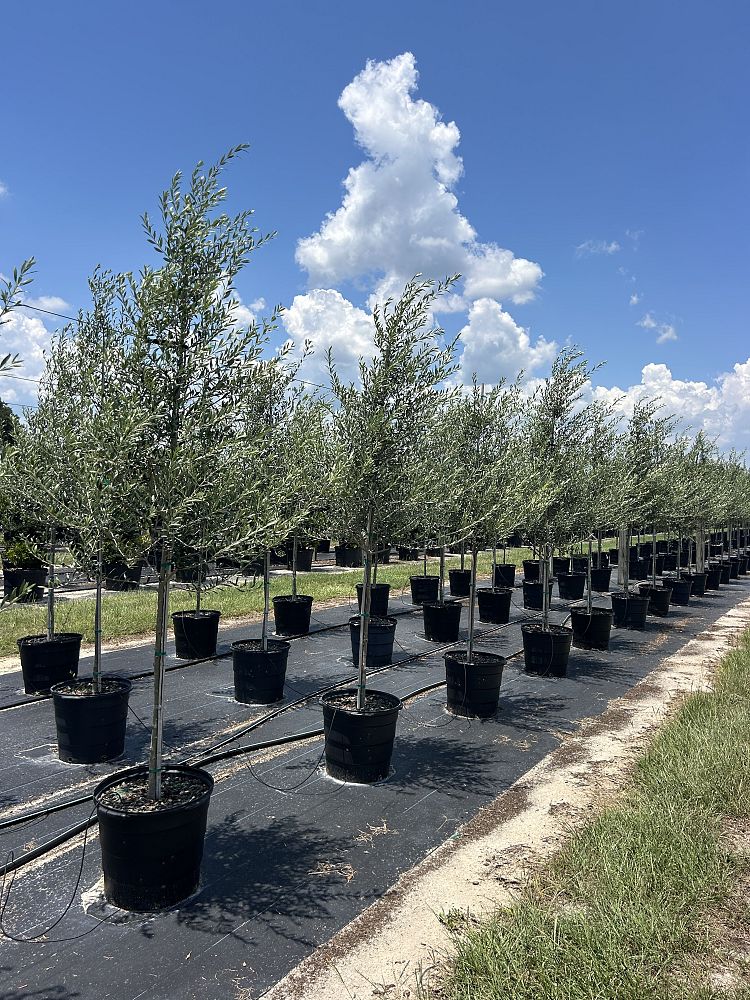 olea-europaea-arbequina-european-olive-edible
