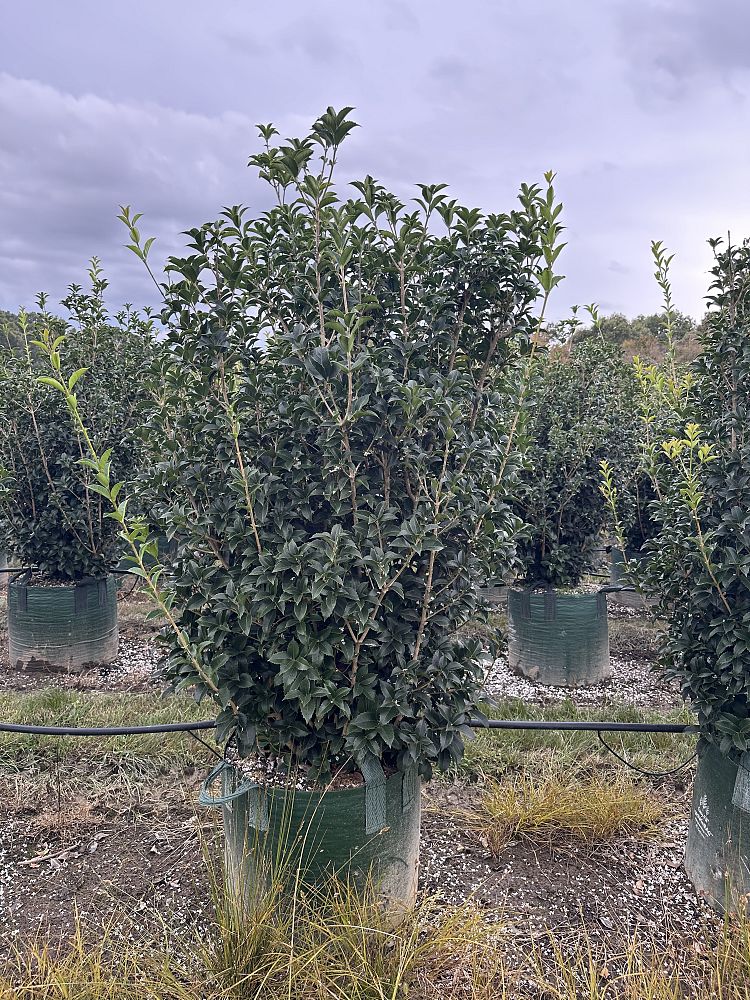 osmanthus-fortunei-fortune-s-osmanthus