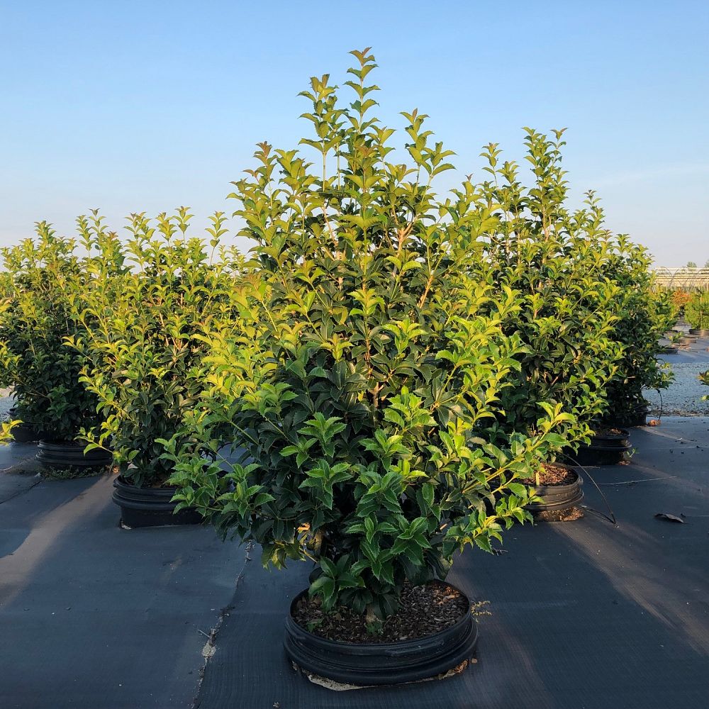 osmanthus-fortunei-fortune-s-osmanthus