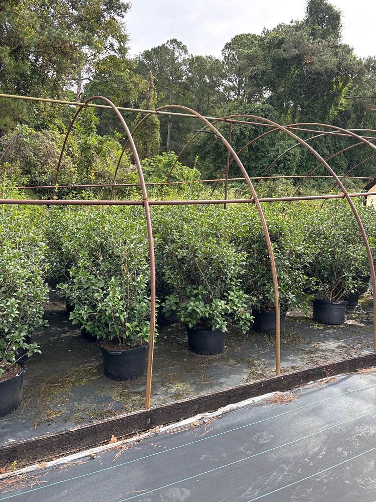 osmanthus-fortunei-fortune-s-osmanthus