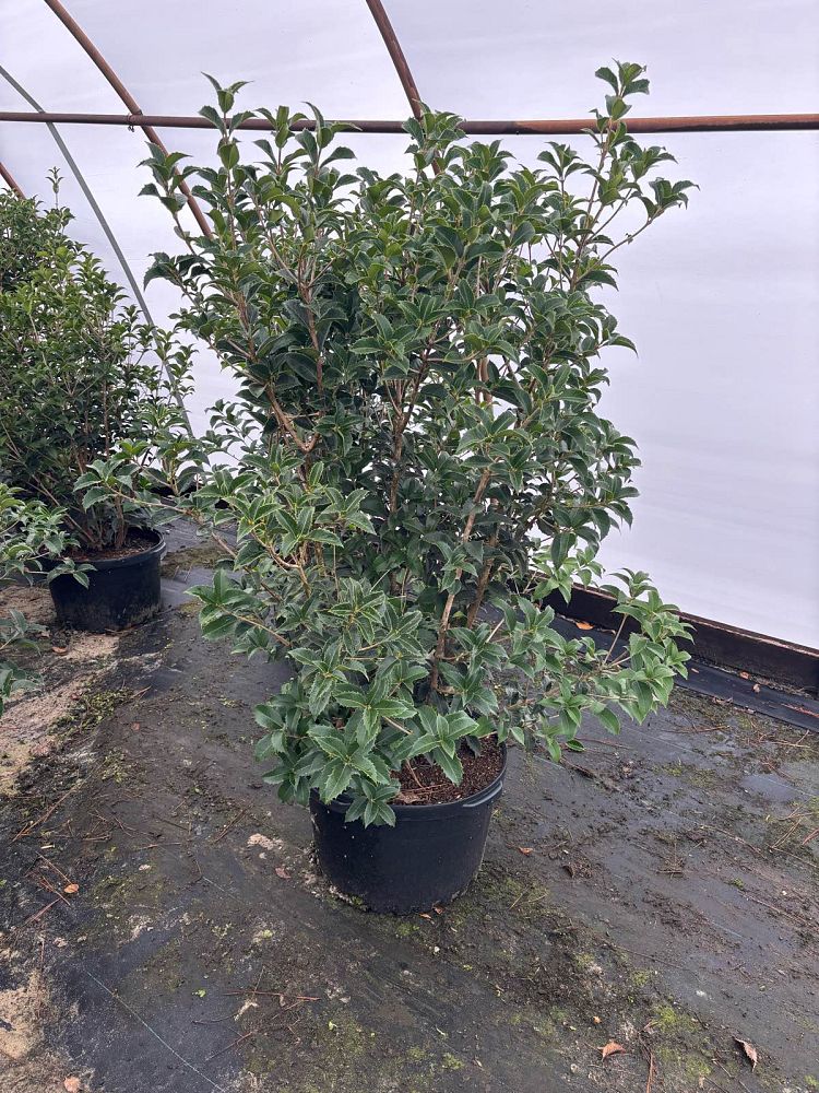 osmanthus-fortunei-fortune-s-osmanthus