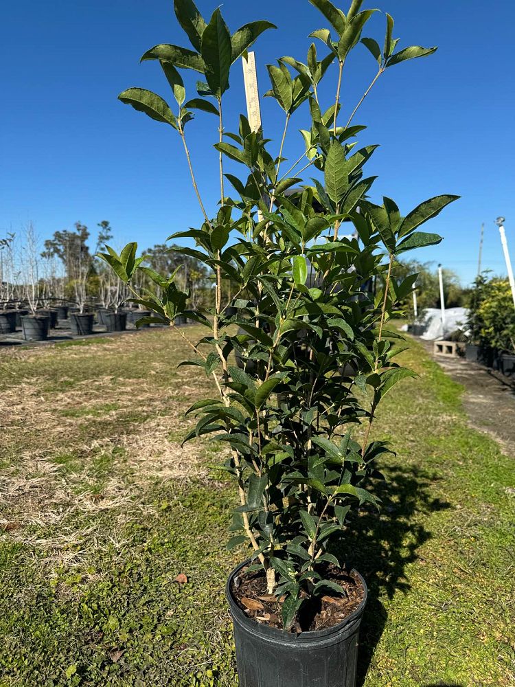 osmanthus-fragrans-sweet-tea-olive