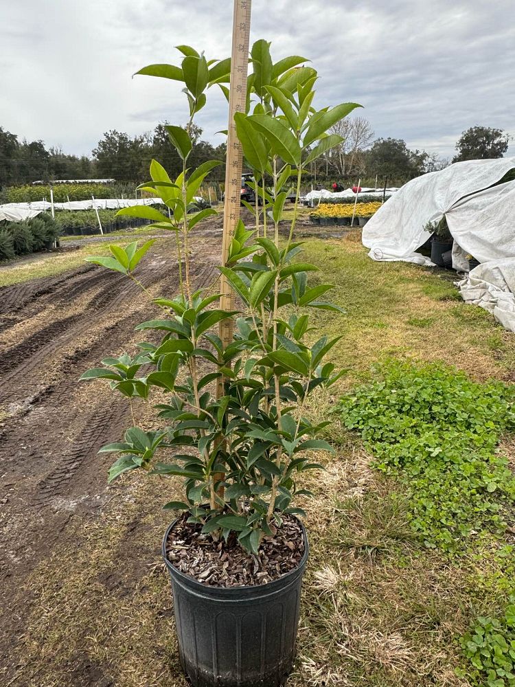 osmanthus-fragrans-sweet-tea-olive