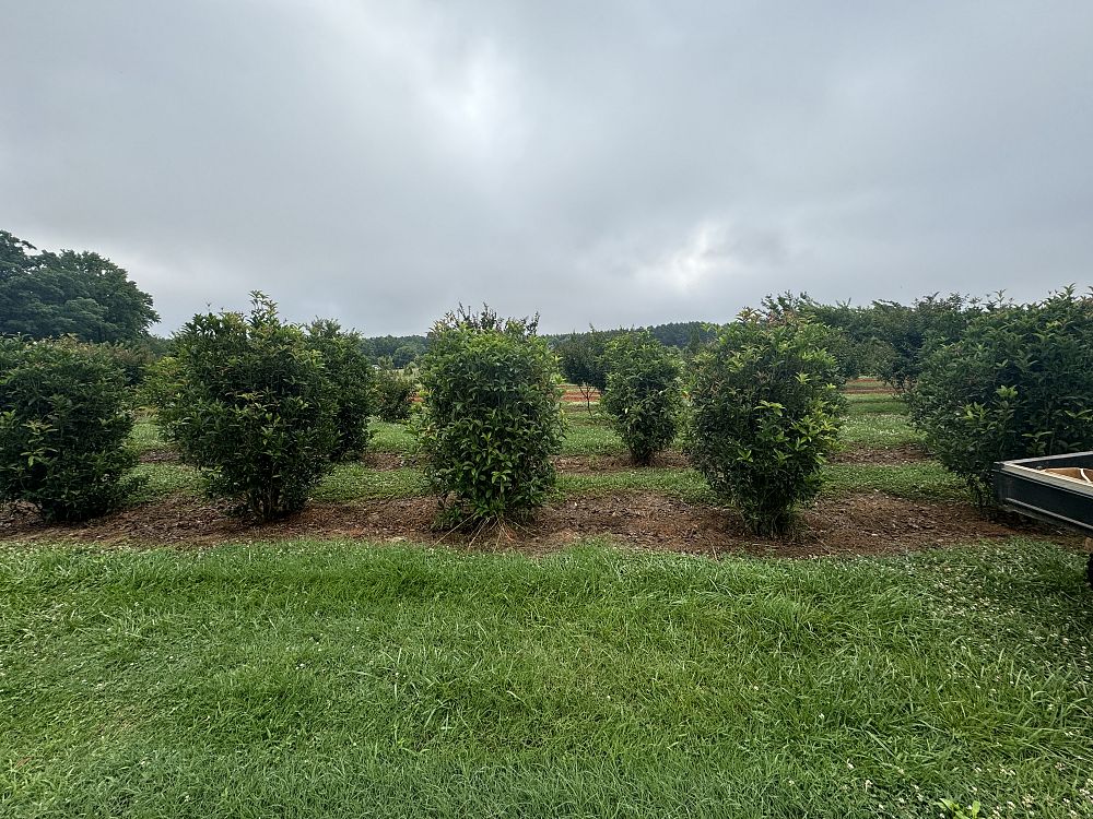 osmanthus-fragrans-sweet-tea-olive