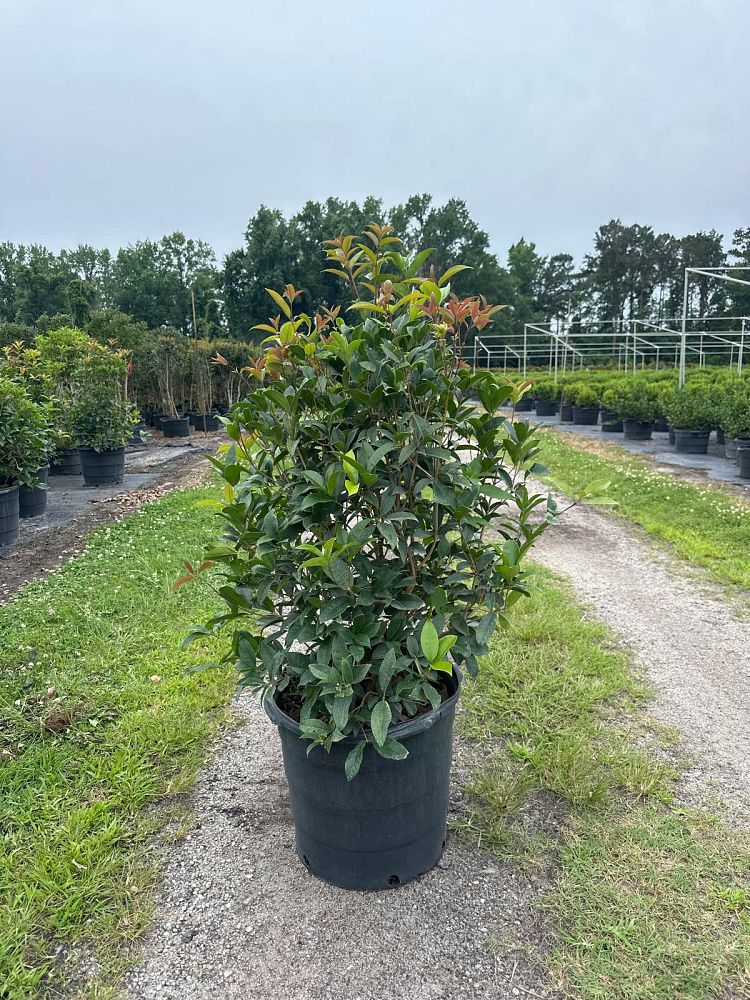 osmanthus-fragrans-sweet-tea-olive