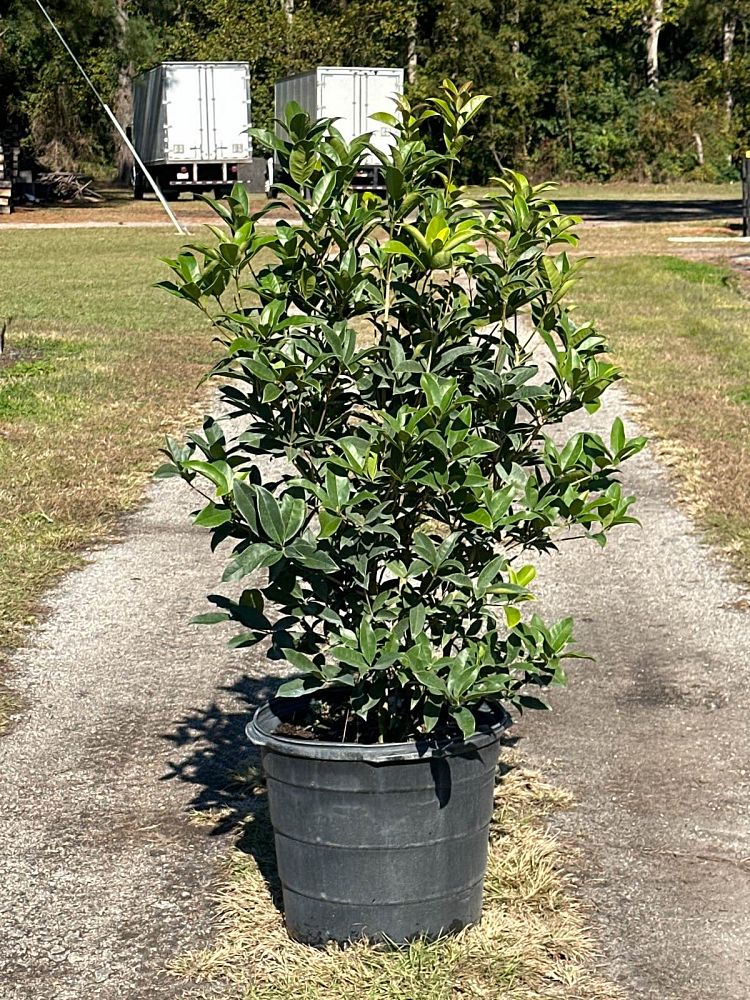 osmanthus-fragrans-sweet-tea-olive