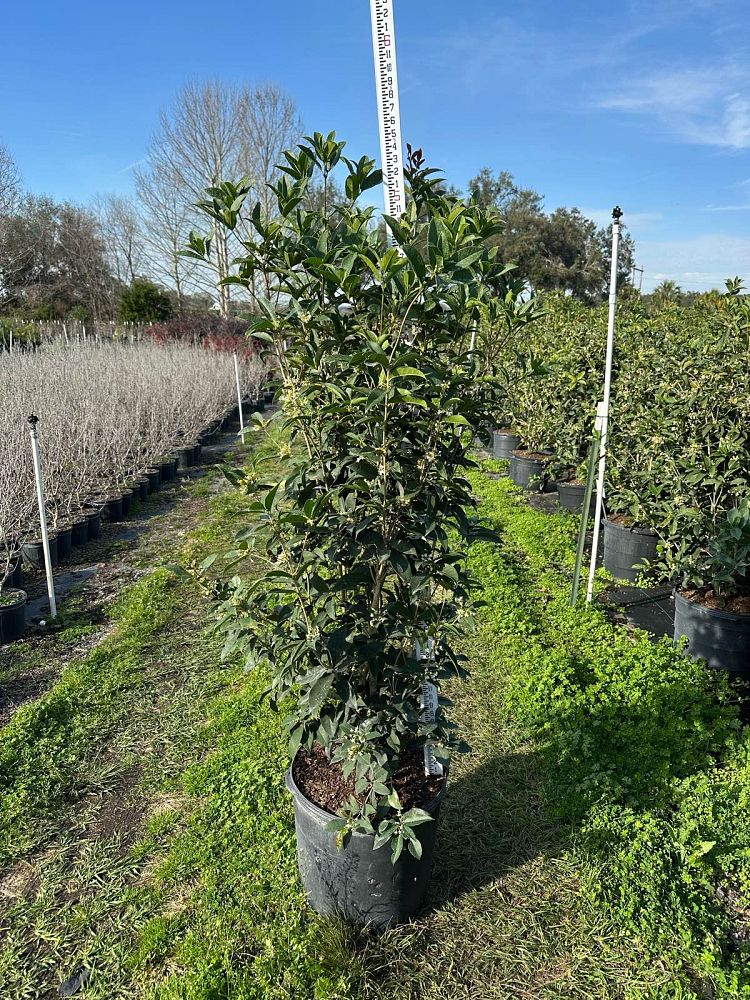 osmanthus-fragrans-sweet-tea-olive