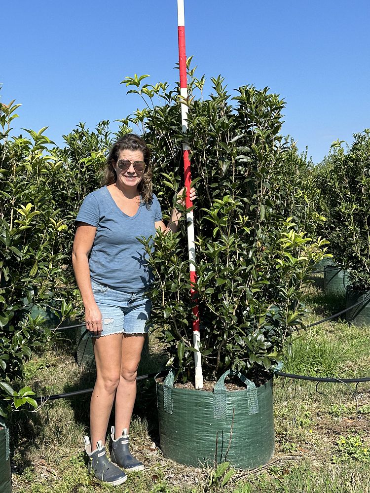 osmanthus-fragrans-sweet-tea-olive