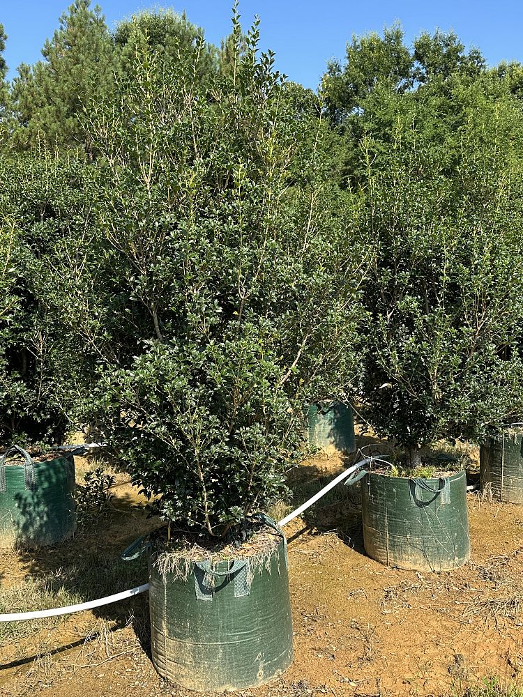 osmanthus-heterophyllus-gulftide-holly-olive