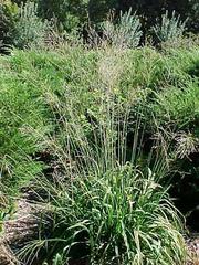 panicum-virgatum-cloud-nine-switchgrass