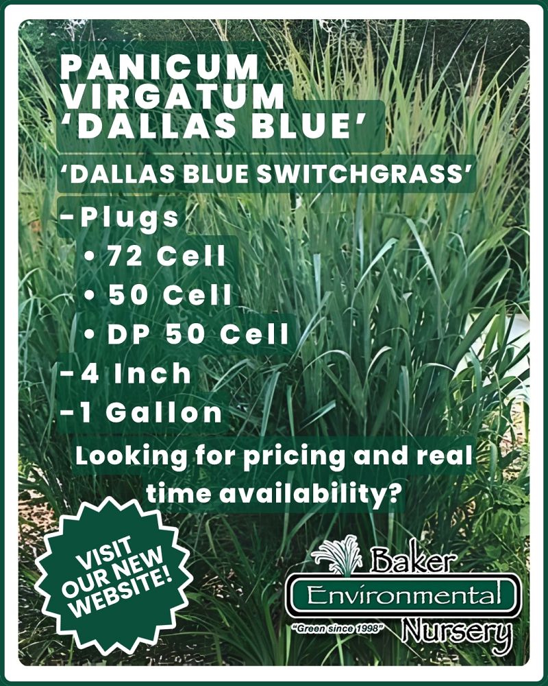 panicum-virgatum-dallas-blues-switchgrass