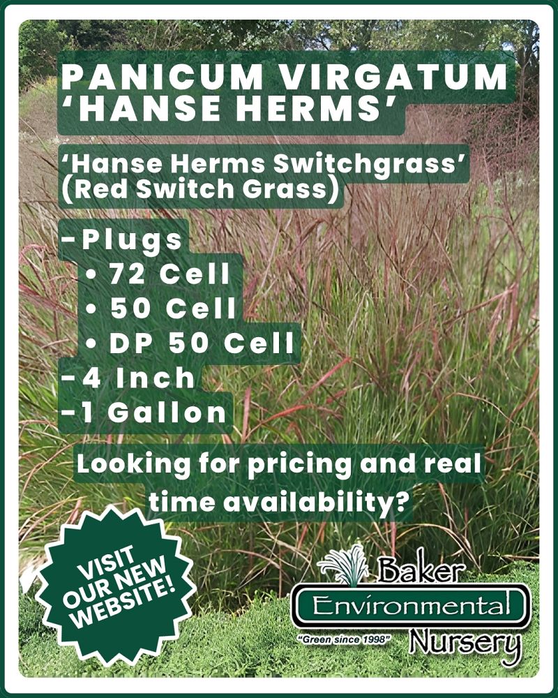 panicum-virgatum-hanse-herms-switchgrass