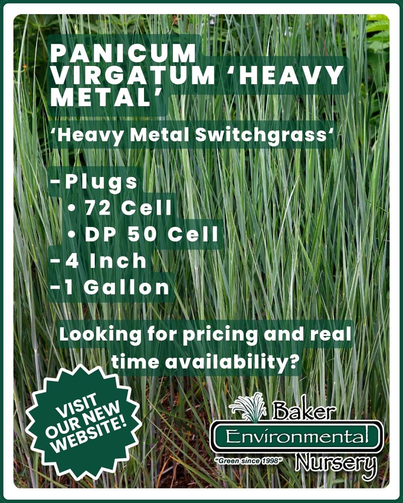 panicum-virgatum-heavy-metal-switchgrass