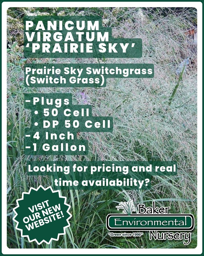 panicum-virgatum-prairie-sky-prairie-dog-switch-grass