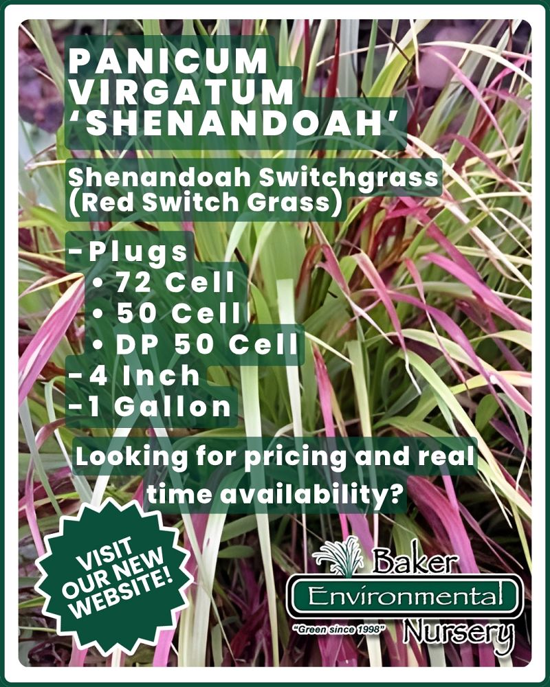 panicum-virgatum-shenandoah-switchgrass