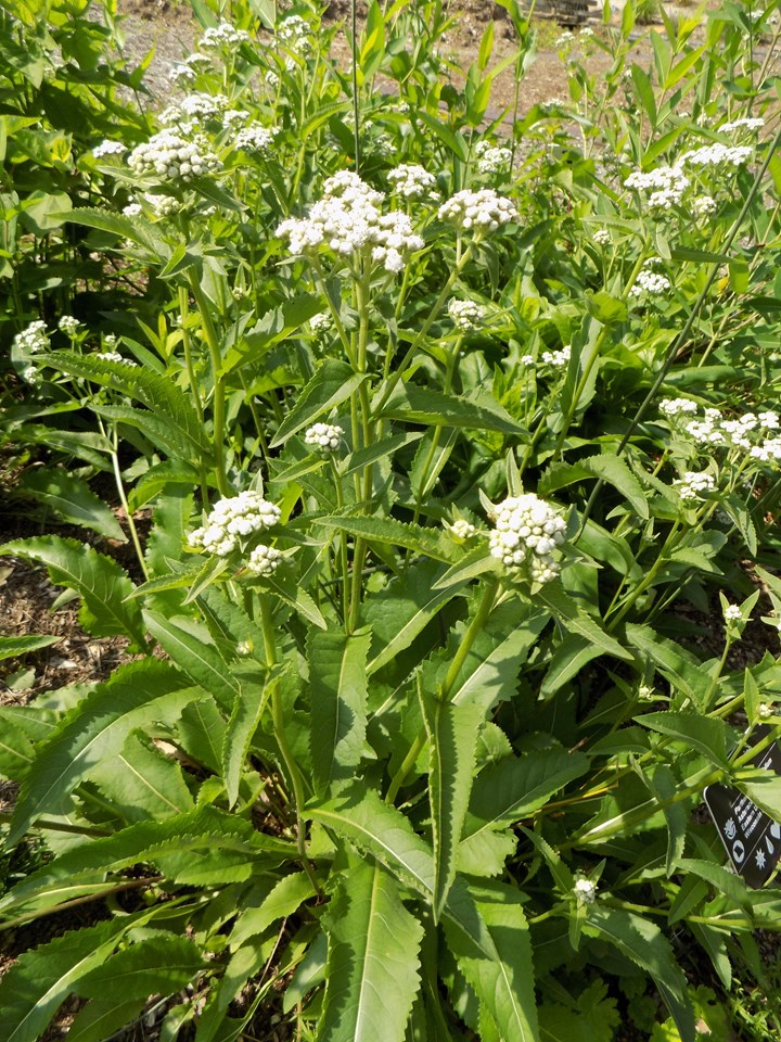 parthenium-integrifolium-wild-quinine