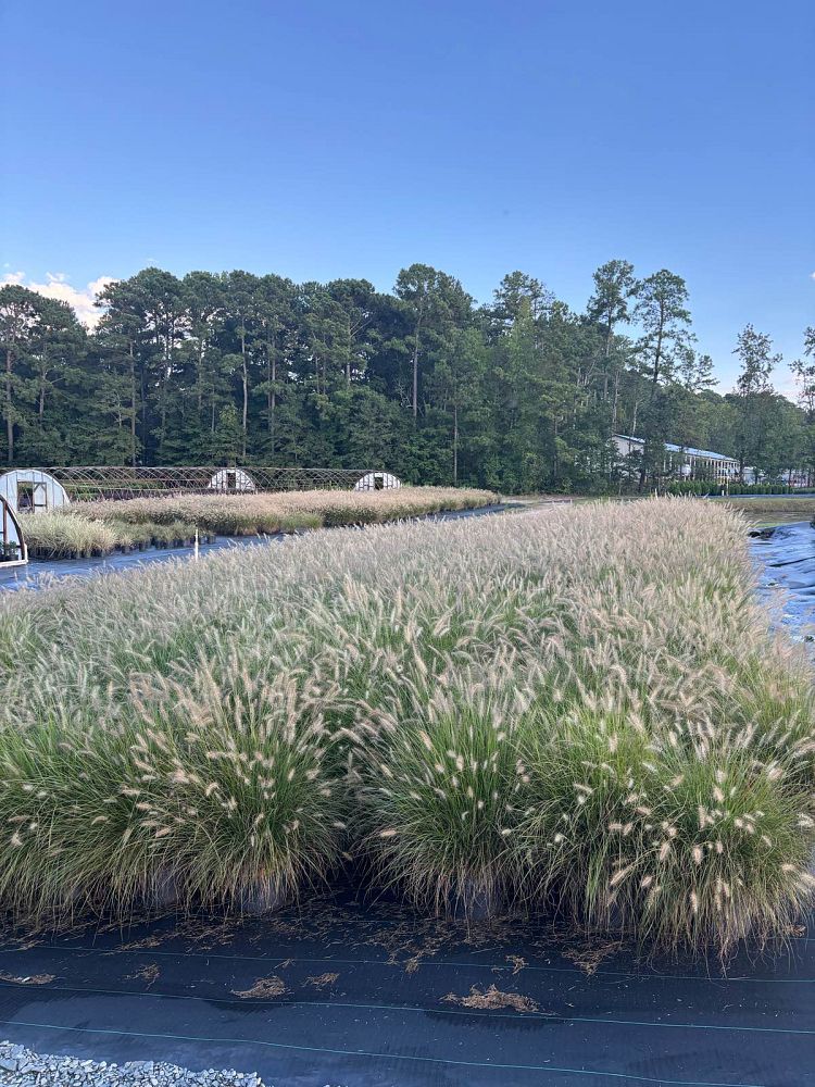 pennisetum-alopecuroides-cassian-fountain-grass
