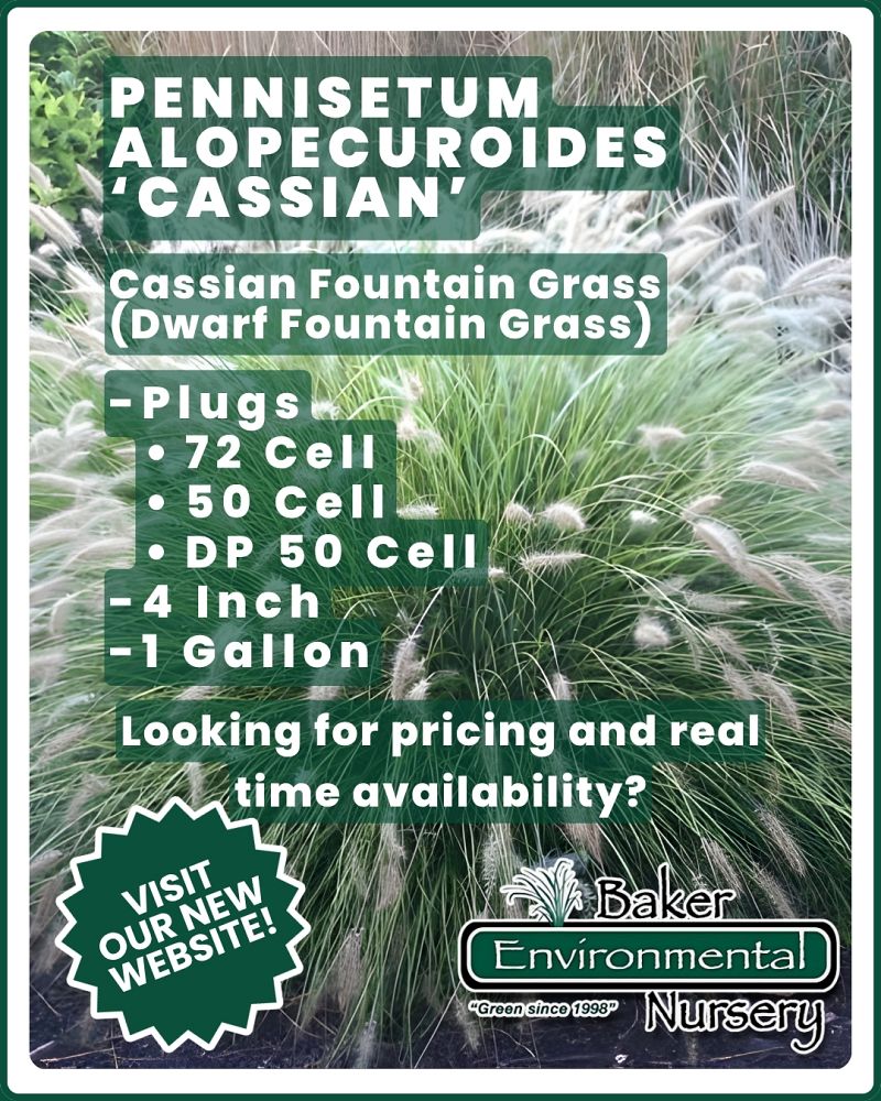 pennisetum-alopecuroides-cassian-fountain-grass