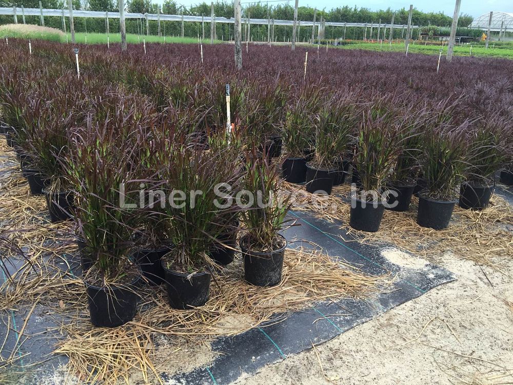 pennisetum-setaceum-rubrum-purple-fountain-grass-red-fountain-grass-pennisetum-advena-rubrum-pennisetum-setaceum-cupreum