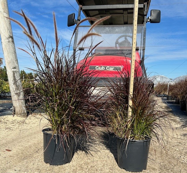 pennisetum-setaceum-rubrum-purple-fountain-grass-red-fountain-grass-pennisetum-advena-rubrum-pennisetum-setaceum-cupreum