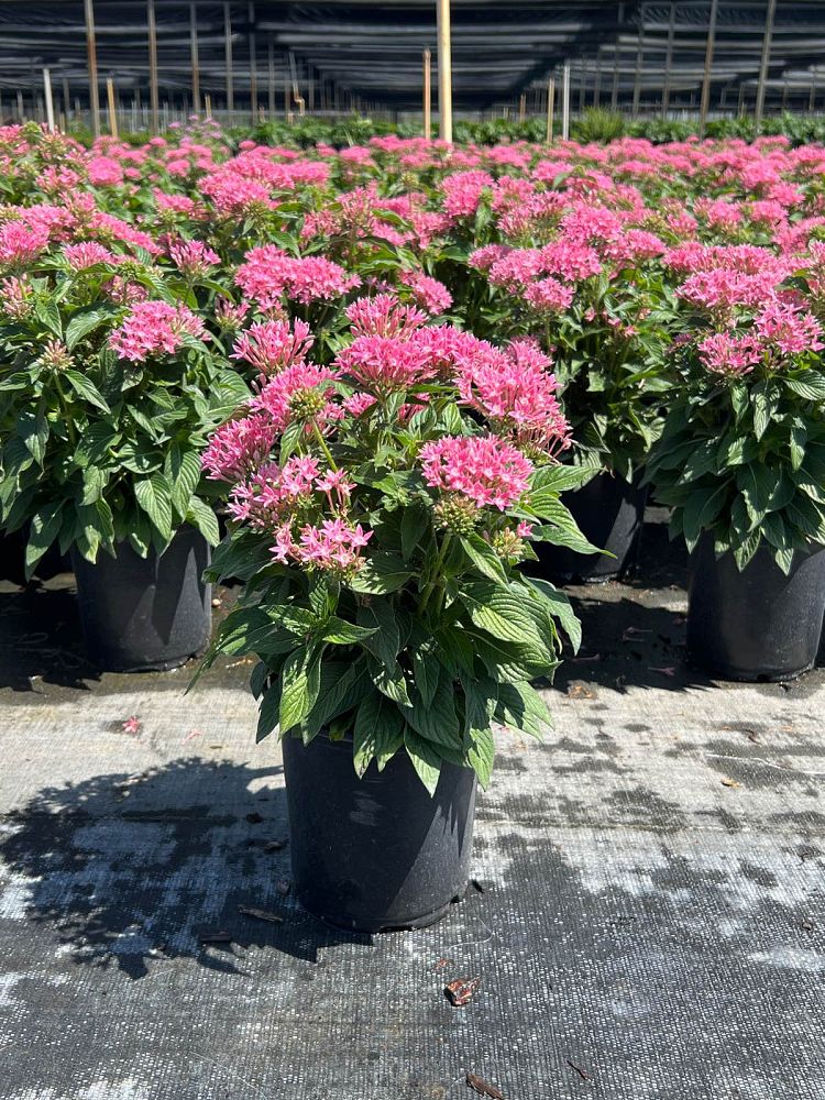 pentas-lanceolata-graffiti-pink-egyptian-star-cluster