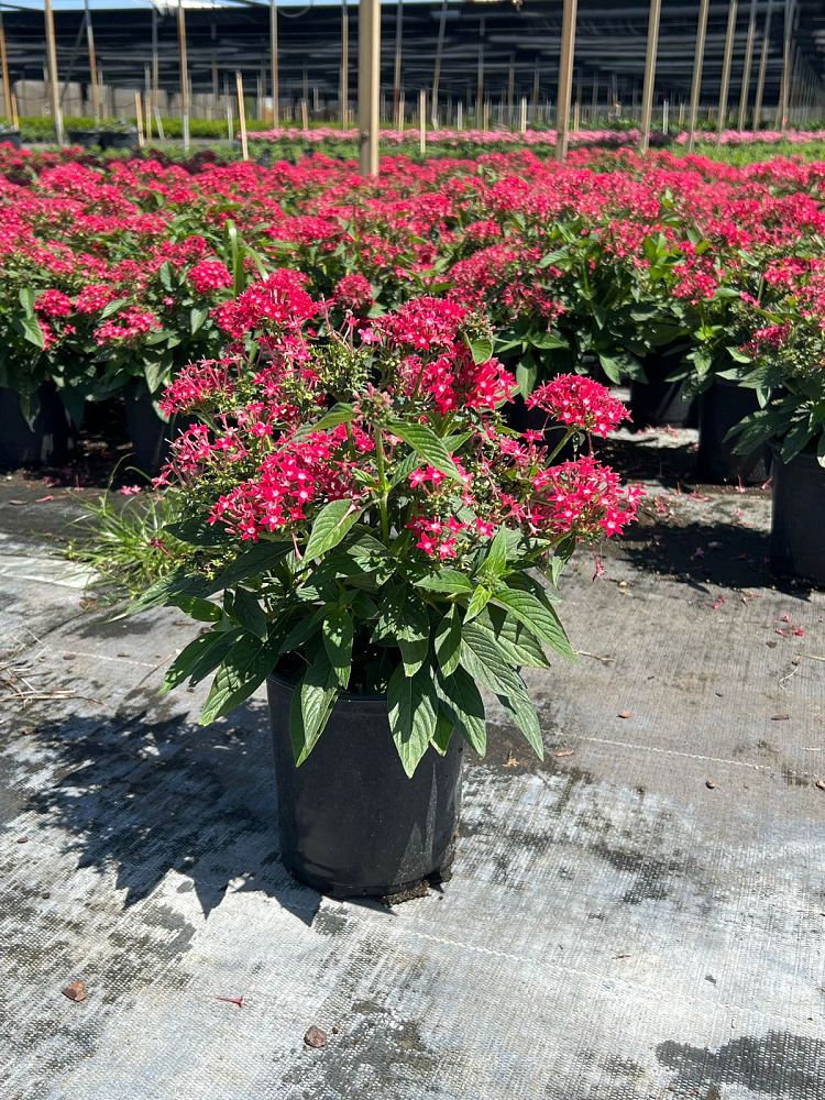 pentas-lanceolata-graffiti-red-egyptian-star-cluster