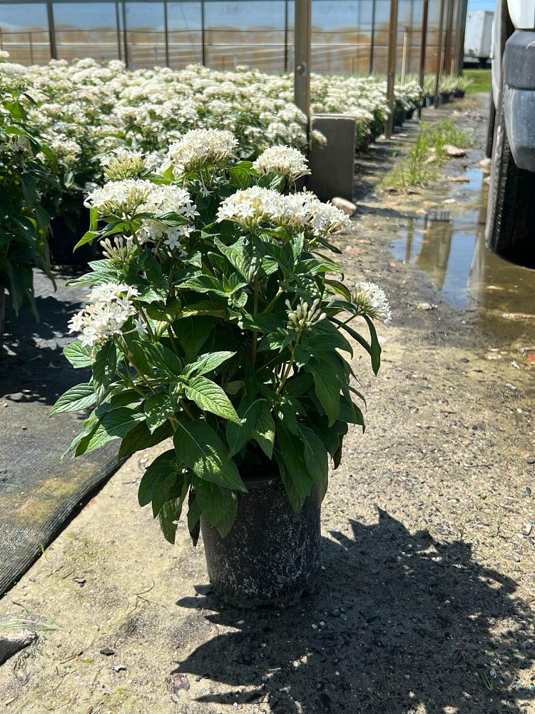 pentas-lanceolata-graffiti-white-egyptian-star-cluster