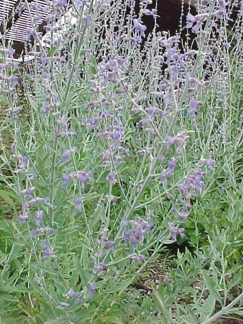 perovskia-atriplicifolia-little-spire-russian-sage