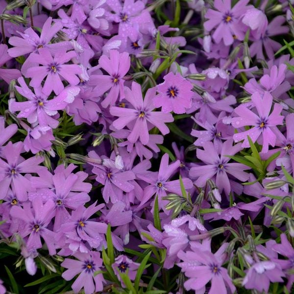 phlox-subulata-purple-beauty-moss-phlox-creeping-phlox