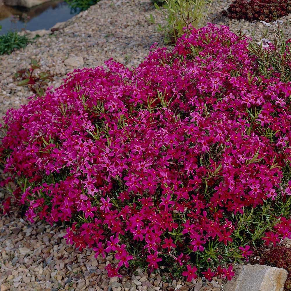 phlox-subulata-scarlet-flame-moss-phlox-creeping-phlox