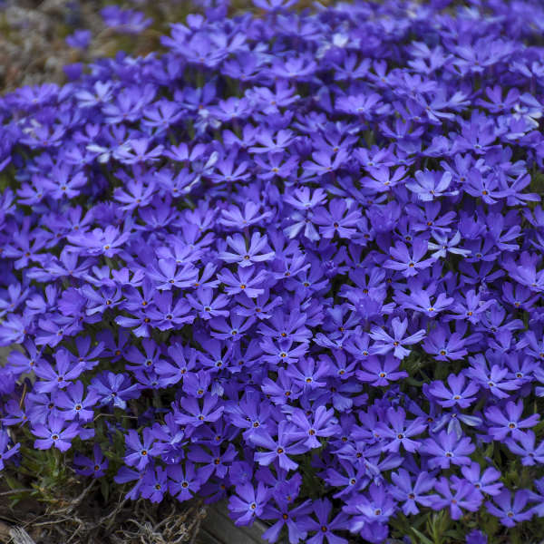 phlox-violet-pinwheels-hybrid-phlox-annual-phlox