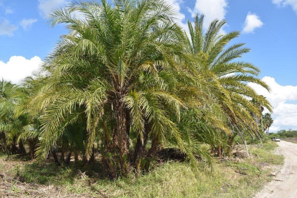 phoenix-reclinata-senegal-date-palm