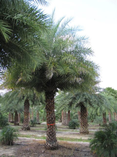phoenix-sylvestris-sylvester-date-palm-silver-date-palm-wild-date-palm