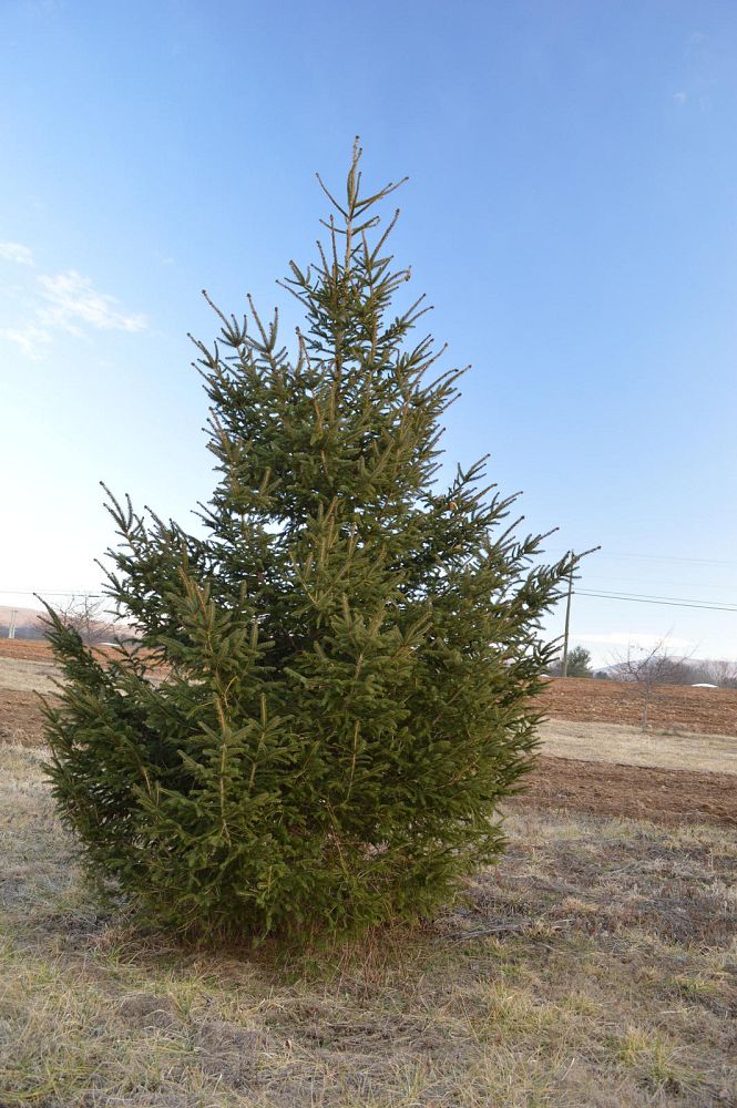picea-abies-norway-spruce