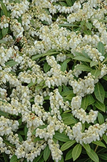 pieris-japonica-cavatine-lily-of-the-valley-japanese-andromeda