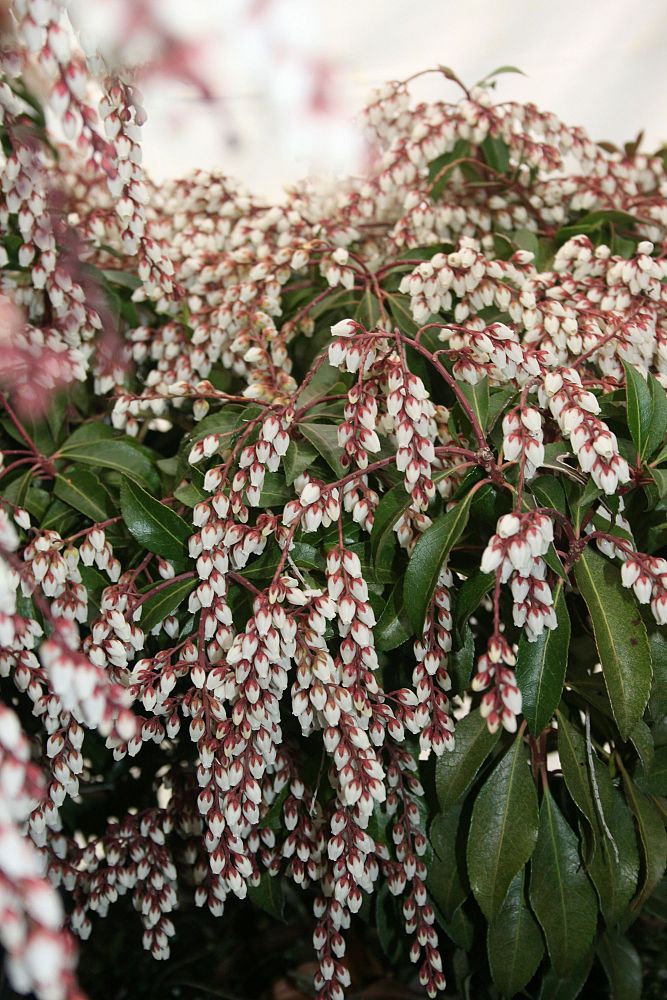 pieris-japonica-dorothy-wycoff-lily-of-the-valley-japanese-andromeda
