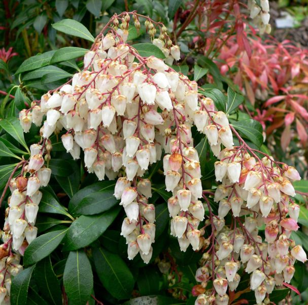 pieris-japonica-mountain-fire-lily-of-the-valley-japanese-andromeda