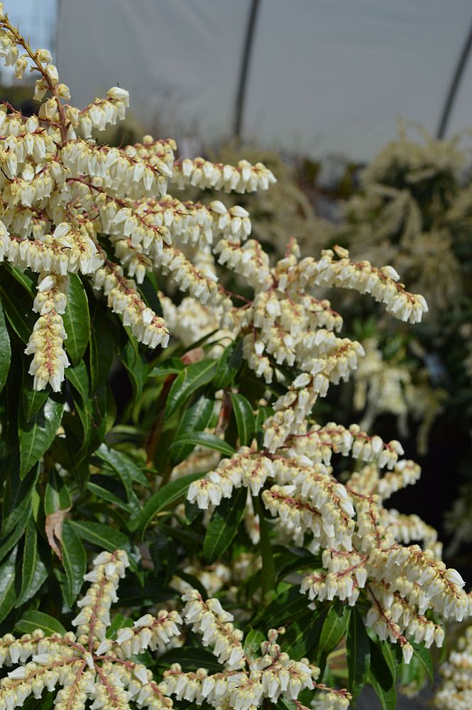 pieris-japonica-scarlett-o-hara-lily-of-the-valley-japanese-andromeda