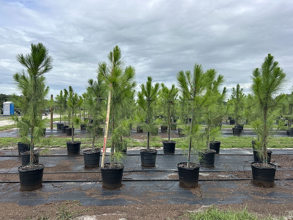 pinus-elliottii-slash-pine