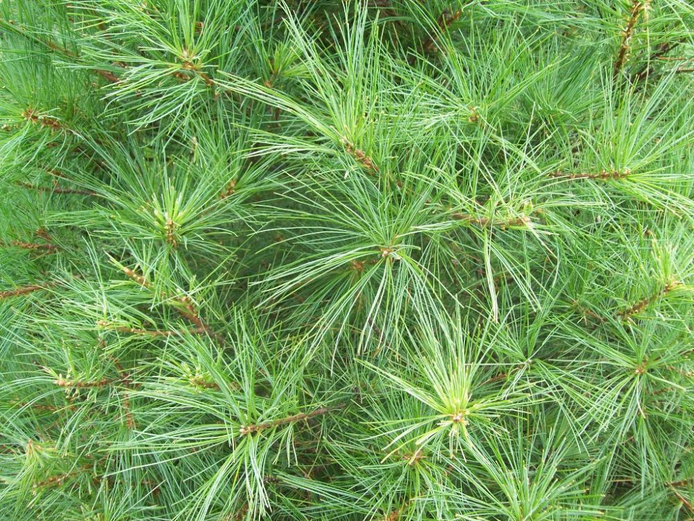 pinus-strobus-eastern-white-pine