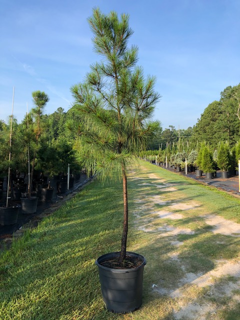 pinus-taeda-loblolly-pine