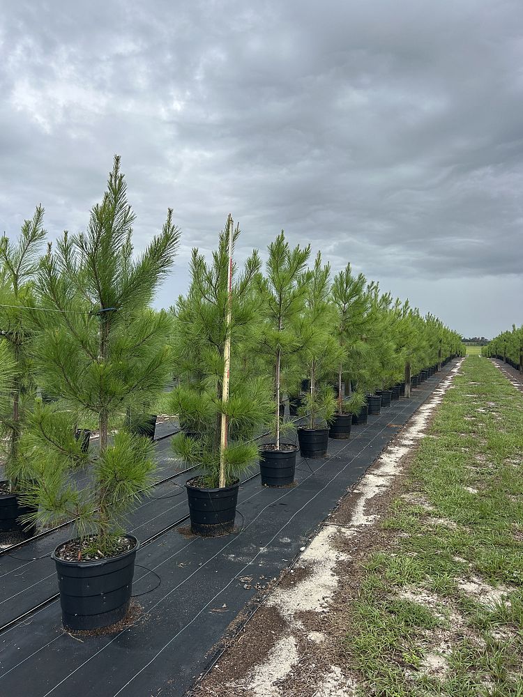 pinus-taeda-loblolly-pine