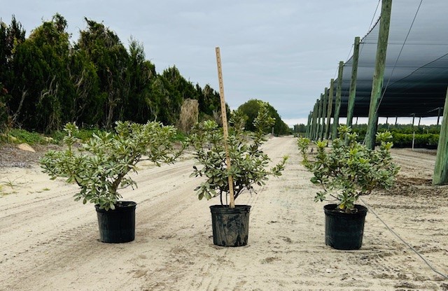 pittosporum-tobira-variegata-japanese-cheesewood