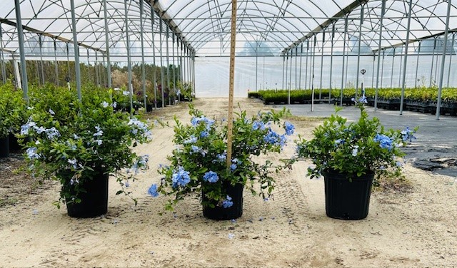 plumbago-auriculata-imperial-blue-cape-leadwort