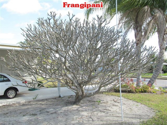plumeria-alba-white-frangipani