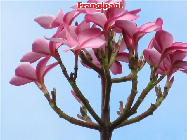 plumeria-rubra-nosegay-frangipani