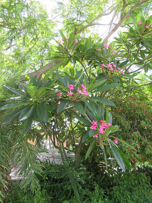 plumeria-spp-frangipani