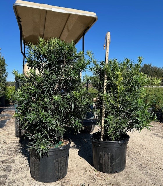 podocarpus-macrophyllus-japanese-yew